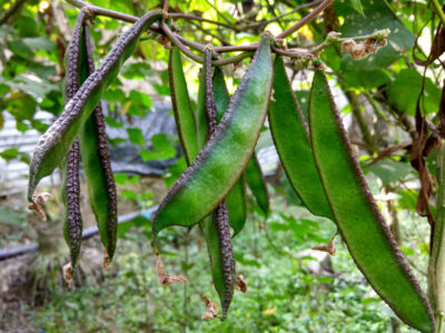 Scientists Sequences Climate-Resilient Bean To Boost Food Security