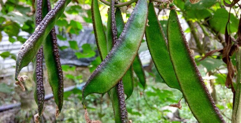 Scientists Sequences Climate-Resilient Bean To Boost Food Security