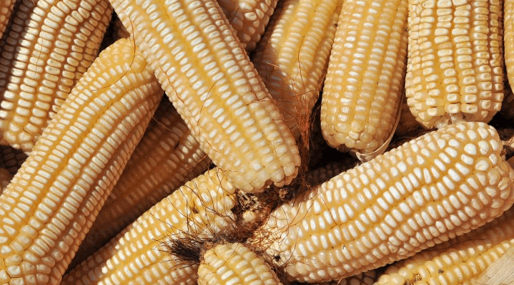 maize