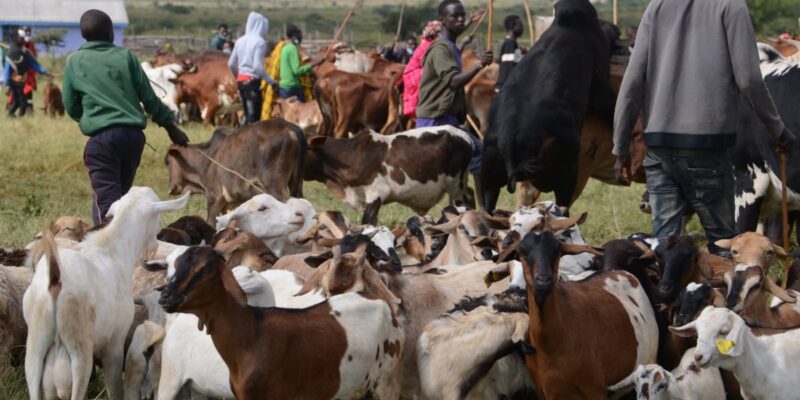 livestock