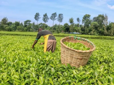 tea farmers