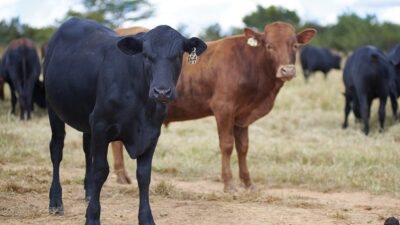 ILRI Joins $27.4 Million Initiative to Cut Livestock Methane Emissions