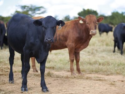 ILRI Joins $27.4 Million Initiative to Cut Livestock Methane Emissions