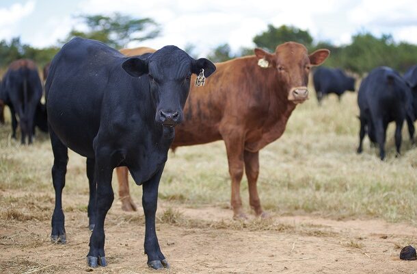 ILRI Joins $27.4 Million Initiative to Cut Livestock Methane Emissions